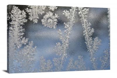 Icy Flowers, 2015 - Canvas Wrap