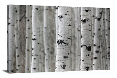 White Trees, 2017 - Canvas Wrap