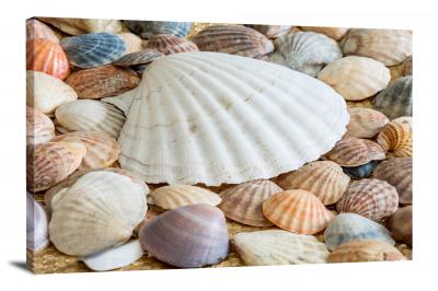 Seashells, 2017 - Canvas Wrap