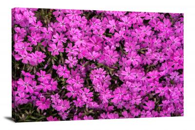 Tiny Purple Flowers, 2016 - Canvas Wrap