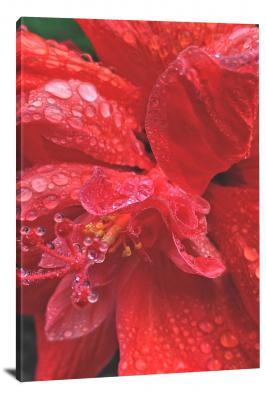 CW4585-raindrop-hibiscus-00