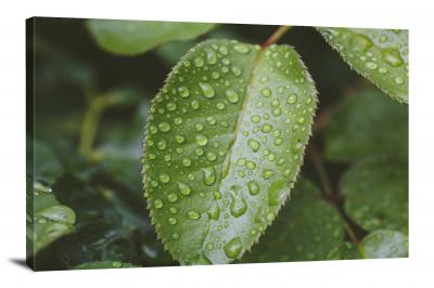 CW4586-raindrop-rain-on-green-leaves-00