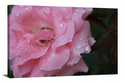 CW4592-raindrop-pink-rose-00
