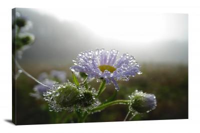CW4593-raindrop-water-on-flowers-00