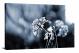 Iced Branches, 2017 - Canvas Wrap