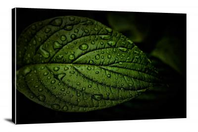 CW8260-raindrops-dark-green-leaf-00