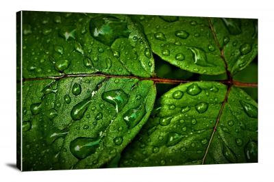CW8262-raindrops-drops-on-dark-green-leaves-00