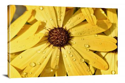 CW8263-raindrops-drops-on-a-yellow-flower-00