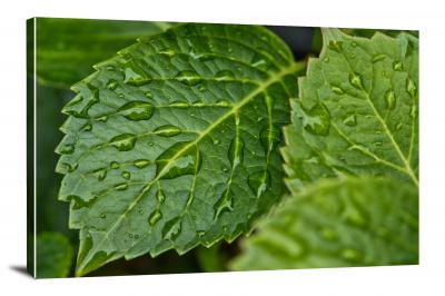 CW8270-raindrops-rain-on-the-leaves-00