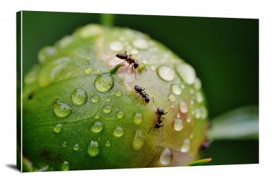 Ants on a Leaf, 2016 - Canvas Wrap