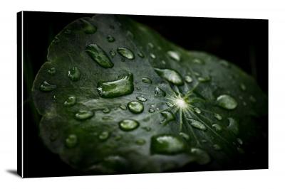 CW8275-raindrops-drops-on-a-leaf-00
