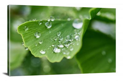CW8276-raindrops-ginko-leaf-00