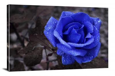 CW8280-raindrops-blue-rose-00