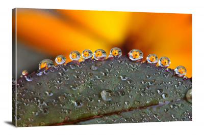 Droplets on a Flower, 2016 - Canvas Wrap