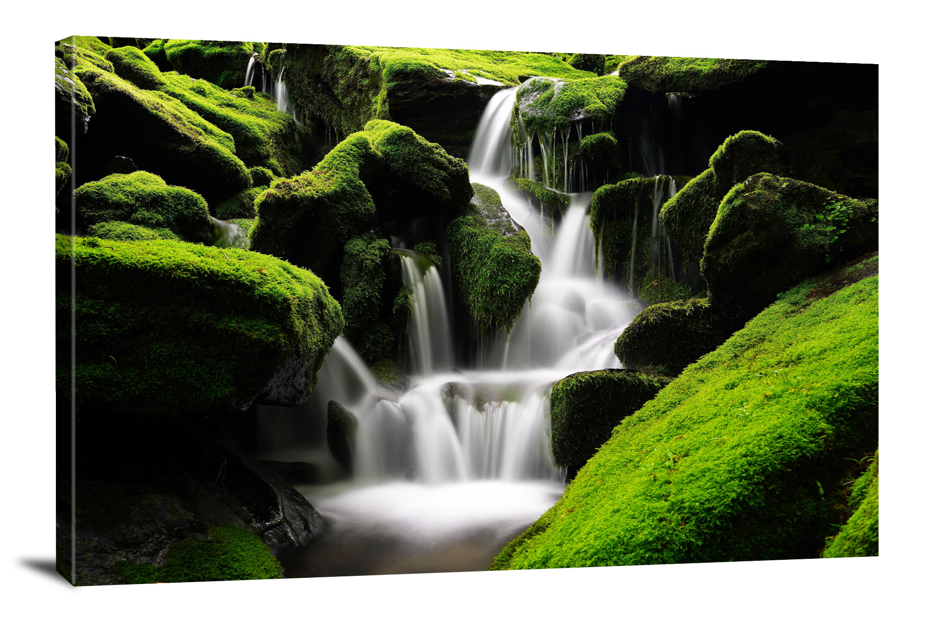 Moss in Korea, 2020 - Canvas Wrap