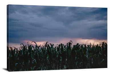 Low Evening Corn Patch, 2020 - Canvas Wrap