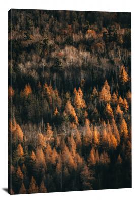 CW4086-fall-light-on-the-larches-00