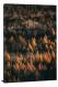 Light on the Larches, 2021 - Canvas Wrap
