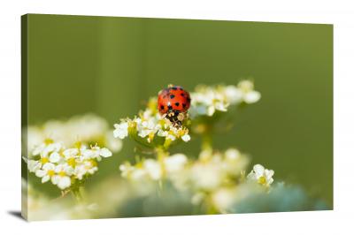 Ladybug on Flower, 2021 - Canvas Wrap
