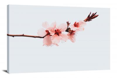 Cherry Blossom Branch, 2021 - Canvas Wrap