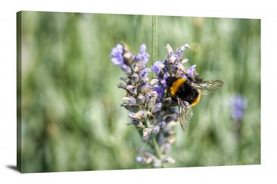 CW4010-spring-bumblebee-on-flower-00