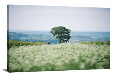 CW4013-spring-lone-tree-in-a-spring-field-00