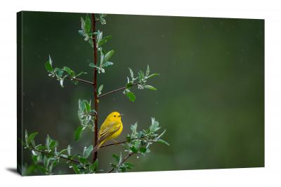CW4015-spring-yellow-warbler-in-rain-00