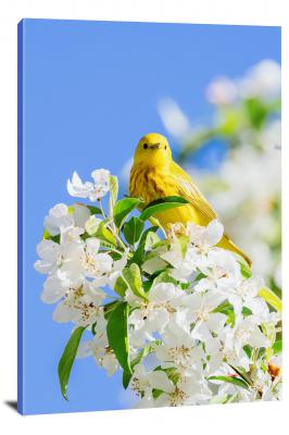 CW4020-spring-yellow-warbler-00