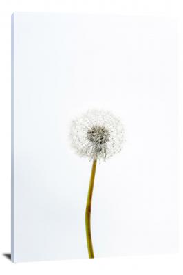 CW4024-spring-dandelion-white-background-00