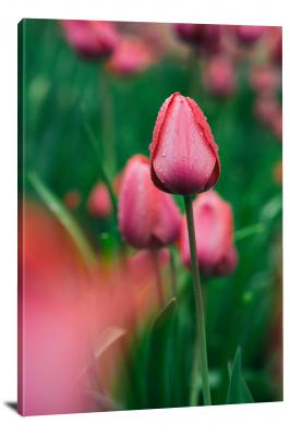 CW4025-spring-dew-on-tulip-00
