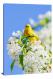 Yellow Warbler, 2021 - Canvas Wrap