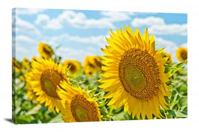 CW4033-summer-ukraine-sunflowers-00