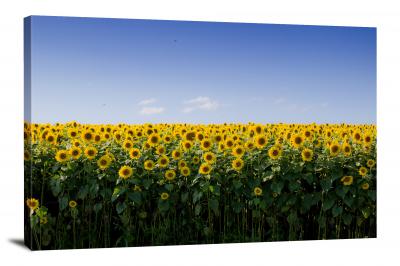 Sunflower Field Overview, 2018 - Canvas Wrap