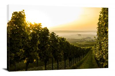 CW4040-summer-morning-vineyard-00