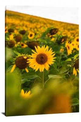 Sunflower Field, 2020 - Canvas Wrap