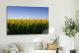 Sunflower Field Overview, 2018 - Canvas Wrap3
