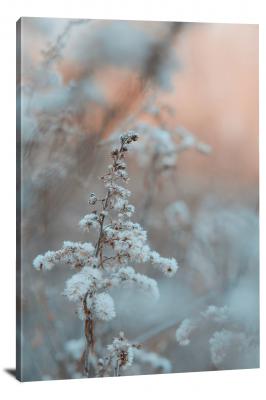 CW4119-winter-frostbitten-flower-00