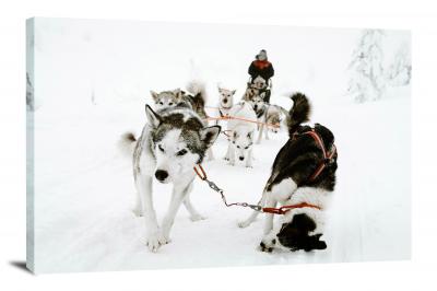 CWB439-winter-sled-dog-racing-00
