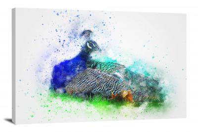 CW7724-animals-painted-peacock-00