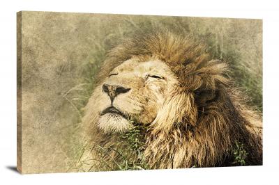 CW7823-animals-big-lion-00