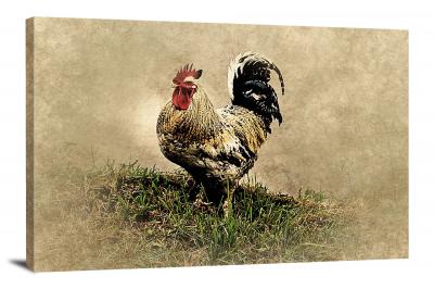 Rooster in Grass, 2017 - Canvas Wrap