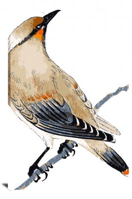 CW7856-animals-brown-bird-00