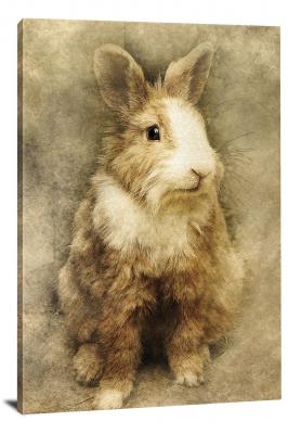 CW7859-animals-rabbit-00