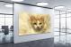 Yellow and White Cat, 2017 - Canvas Wrap1