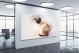 Siamese Cat, 2017 - Canvas Wrap1