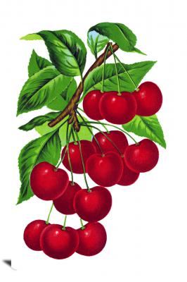 CW8005-food-cherries-00